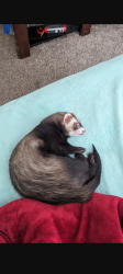 Lost Male Ferret last seen Indian school road ne, Albuquerque, NM 87110