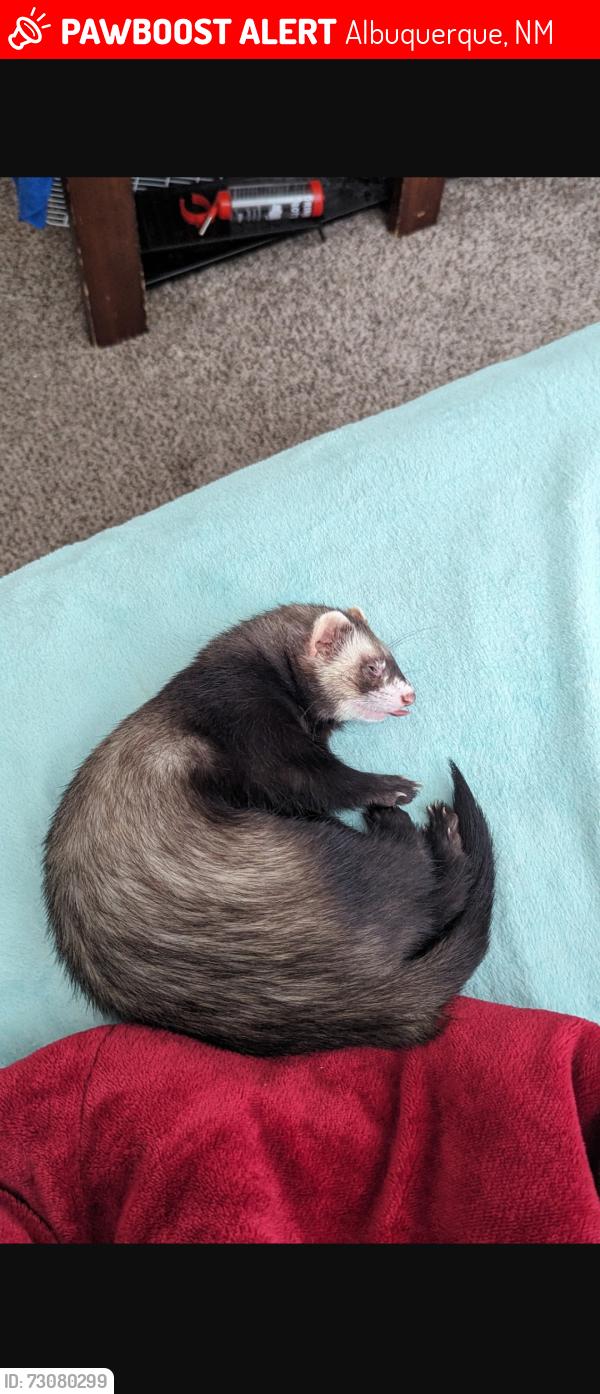 Lost Male Ferret last seen Indian school road ne, Albuquerque, NM 87110