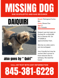 Lost Female Dog last seen Bull Mill Rd & Durland Dr, Chester, NY 10918