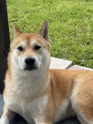 Lost Male Dog last seen Nw 32nd Streetlight, Miami, FL 33135