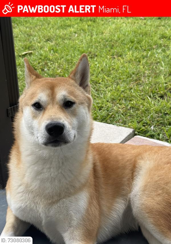 Lost Male Dog last seen Nw 32nd Streetlight, Miami, FL 33135