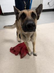 Shelter Stray Female Dog last seen , 14409 Vanowen St, Van Nuys, CA 91405, USA