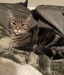 Lost Male Cat last seen West Ford Road, Commercial Point Road, 104, Ashville, OH 43103