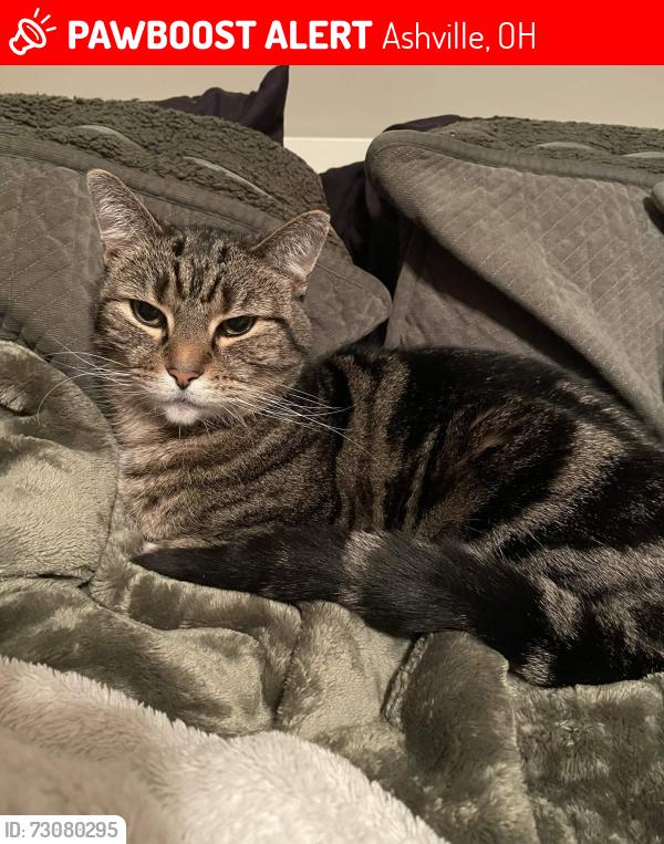Lost Male Cat last seen West Ford Road, Commercial Point Road, 104, Ashville, OH 43103