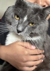 Lost Male Cat last seen Last seen under a car, apmt near roads and frogtown community center., Saint Paul, MN 55103