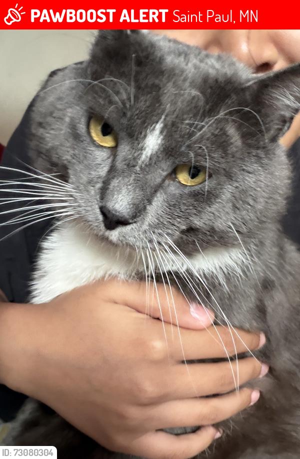 Lost Male Cat last seen Last seen under a car, apmt near roads and frogtown community center., Saint Paul, MN 55103