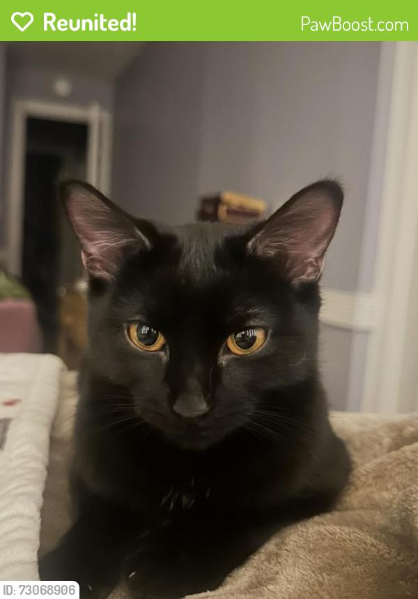 Reunited Female Cat last seen 21st Pl near Damen and Hoyne, Chicago, IL 60608