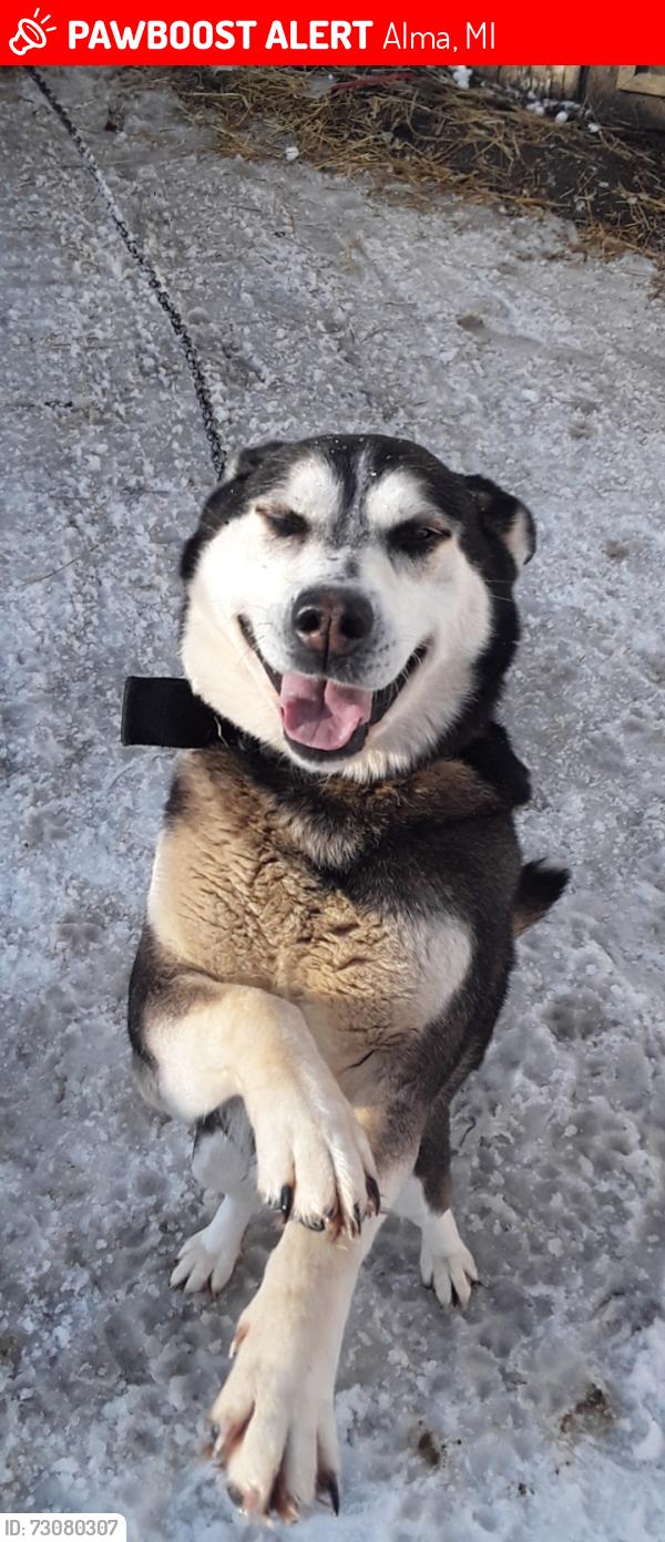 Lost Male Dog last seen Drive Way of Grainger Trash/Rec.Center, Alma, MI 48801