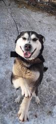 Lost Male Dog last seen Drive Way of Grainger Trash/Rec.Center, Alma, MI 48801