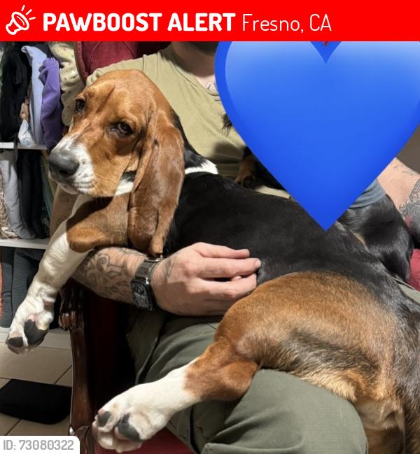 Lost Male Dog last seen Bullard first, Fresno, CA 93710