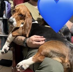 Lost Male Dog last seen Bullard first, Fresno, CA 93710