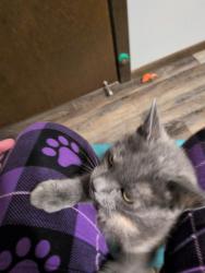 Lost Female Cat last seen 74th Pl N and East Fish Lake Rd, Maple Grove, MN 55311