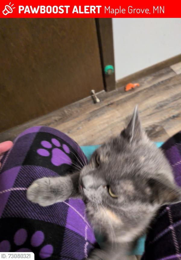 Lost Female Cat last seen 74th Pl N and East Fish Lake Rd, Maple Grove, MN 55311