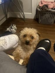 Reunited Male Dog last seen N Shadeland Ave, Indianapolis, IN 46219