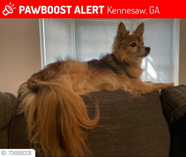 Lost Male Dog last seen Near Osage Court NW, Kennesaw GA, Kennesaw, GA 30152