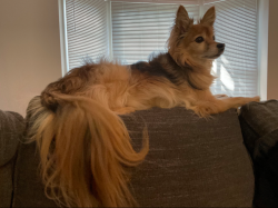 Lost Male Dog last seen Near Osage Court NW, Kennesaw GA, Kennesaw, GA 30152