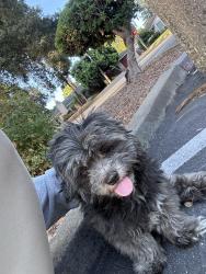 Found/Stray Male Dog last seen Murphy park Sunnyvale, Sunnyvale, CA 94086