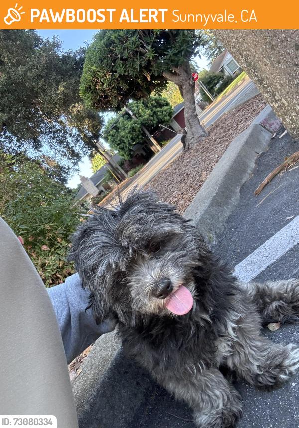 Found/Stray Male Dog last seen Murphy park Sunnyvale, Sunnyvale, CA 94086
