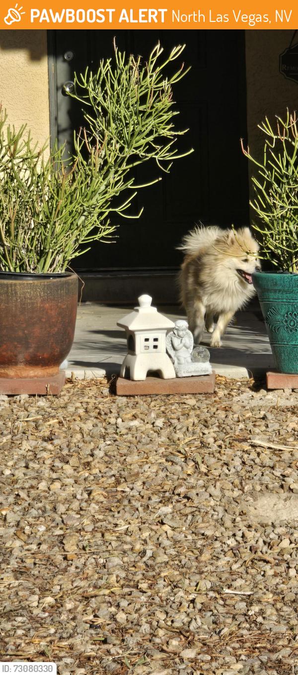 Found/Stray Unknown Dog last seen Simmons and Ranch hse Rd, North Las Vegas, NV 89031