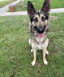 Lost Female Dog last seen La Salette, Houston, TX 77021