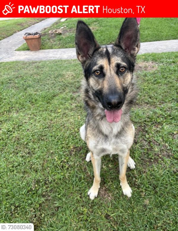 Lost Female Dog last seen La Salette, Houston, TX 77021