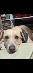 Lost Male Dog last seen Bullard and first, Fresno, CA 93710