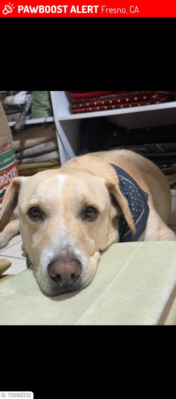 Lost Male Dog last seen Bullard and first, Fresno, CA 93710