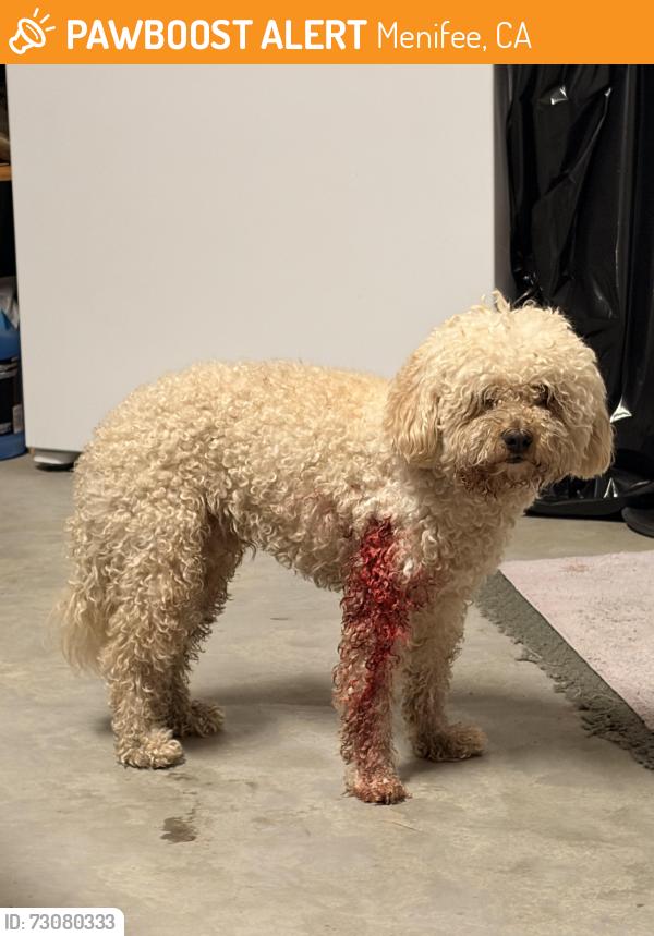 Found/Stray Male Dog last seen Newport Rd and Lindenberger Rd, Menifee, CA 92584