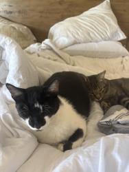 Lost Male Cat last seen Ellison and Seven Bar Loop, Albuquerque, NM 87114