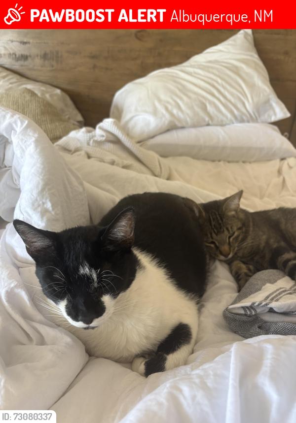 Lost Male Cat last seen Ellison and Seven Bar Loop, Albuquerque, NM 87114