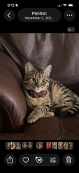 Lost Male Cat last seen Cottage st, Pontiac, MI 48342