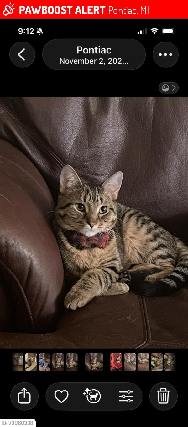 Lost Male Cat last seen Cottage st, Pontiac, MI 48342