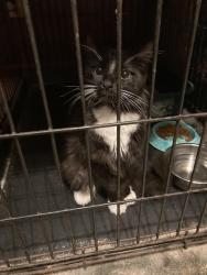 Found/Stray Unknown Cat last seen Hamilton Rd and Butler Warren, Lebanon, OH 45036
