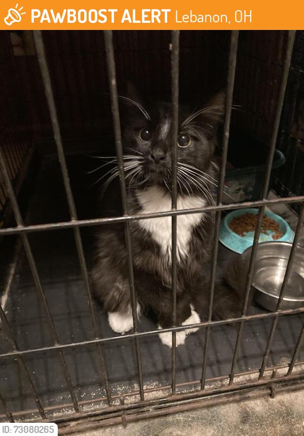 Found/Stray Unknown Cat last seen Hamilton Rd and Butler Warren, Lebanon, OH 45036