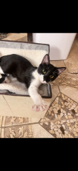 Reunited Female Cat last seen Dancing Bear, San Antonio, TX 78260