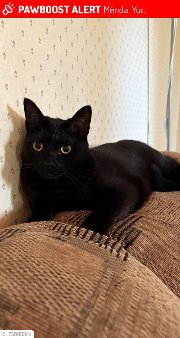 Lost Female Cat last seen Friars are, Mérida, Yuc. 97302