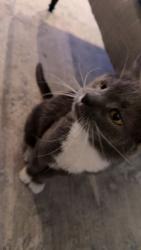 Lost Female Cat last seen Brush Hollow Road Cul de Sac, Matthews, NC 28105