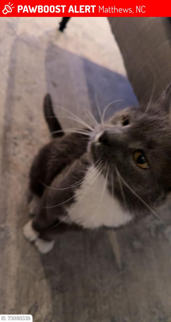 Lost Female Cat last seen Brush Hollow Road Cul de Sac, Matthews, NC 28105