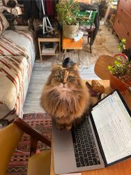 Reunited Female Cat last seen Cypress Ave and Weirfield, Queens, NY 11385