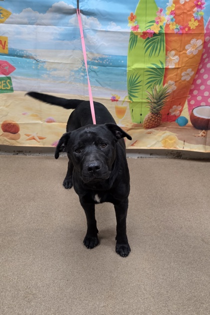 Shelter Stray Male Dog last seen River St. 29624, Anderson City, SC, 1320 US-29, Anderson, SC 29626, USA