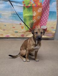 Shelter Stray Male Dog last seen River St 29624, Anderson City, SC, 1320 US-29, Anderson, SC 29626, USA