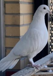Lost Unknown Bird last seen Plank Rd, Raeford, NC 28376