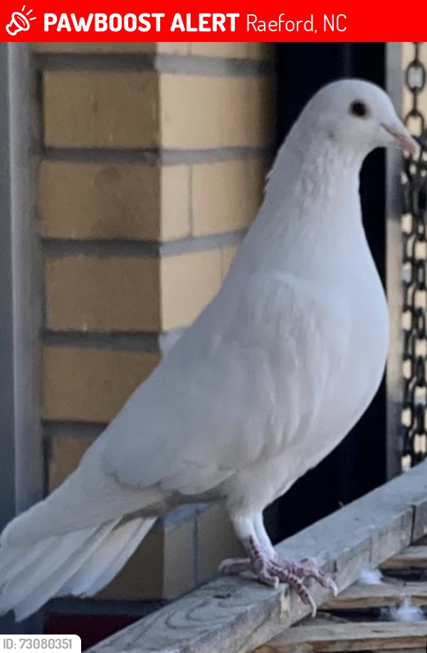 Lost Unknown Bird last seen Plank Rd, Raeford, NC 28376