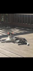 Reunited Male Cat last seen Daniel Lewis Ln, Oakton, VA 22181, USA, Oakton, VA 22181