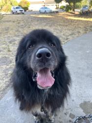 Found/Stray Male Dog last seen By the starbucks, Manteca, CA 95336