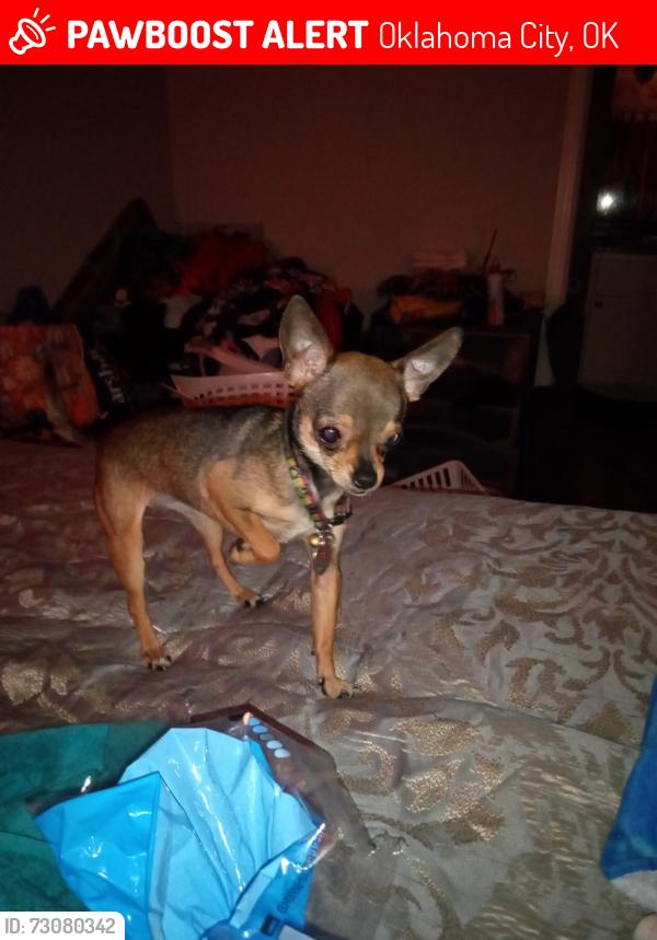 Lost Female Dog last seen Near S Barnes Ave, Oklahoma City, OK 73119