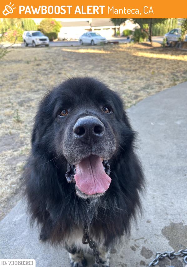Found/Stray Male Dog last seen By the starbucks, Manteca, CA 95336