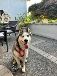 Reunited Female Dog last seen Hounds estates, San Jose, 95135, San Jose, CA 95135