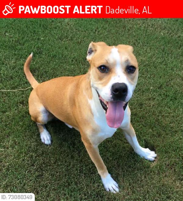 Lost Male Dog last seen Near block of lakeshore drive, Jackson’s Gap, Dadeville, AL 36853