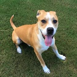 Lost Male Dog last seen Near block of lakeshore drive, Jackson’s Gap, Dadeville, AL 36853